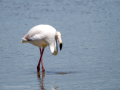 Flamenco comun - Phoenicopterus roseus - Flamenc comu