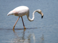 Flamenco comun - Phoenicopterus roseus - Flamenc comu