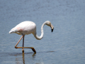 Flamenco comun - Phoenicopterus roseus - Flamenc comu