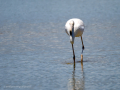 Flamenco comun - Phoenicopterus roseus - Flamenc comu