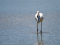 Flamenco comun - Phoenicopterus roseus - Flamenc comu