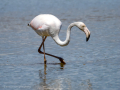 Flamenco comun - Phoenicopterus roseus - Flamenc comu