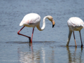 Flamenco comun - Phoenicopterus roseus - Flamenc comu