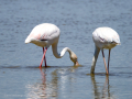 Flamenco comun - Phoenicopterus roseus - Flamenc comu