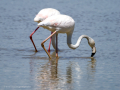 Flamenco comun - Phoenicopterus roseus - Flamenc comu