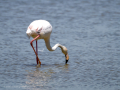 Flamenco comun - Phoenicopterus roseus - Flamenc comu