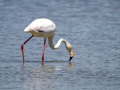 Flamenco comun - Phoenicopterus roseus - Flamenc comu