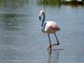 Flamenco comun - Phoenicopterus roseus - Flamenc comu