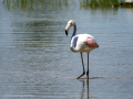 Flamenco comun - Phoenicopterus roseus - Flamenc comu