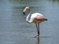 Flamenco comun - Phoenicopterus roseus - Flamenc comu