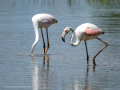 Flamenco comun - Phoenicopterus roseus - Flamenc comu