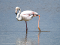Flamenco comun - Phoenicopterus roseus - Flamenc comu