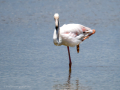 Flamenco comun - Phoenicopterus roseus - Flamenc comu
