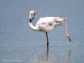 Flamenco comun - Phoenicopterus roseus - Flamenc comu