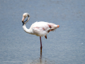 Flamenco comun - Phoenicopterus roseus - Flamenc comu