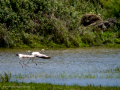 Flamenco comun - Phoenicopterus roseus - Flamenc comu