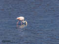 Flamenco comun - Phoenicopterus roseus - Flamenc comu