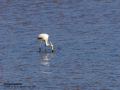 Flamenco comun - Phoenicopterus roseus - Flamenc comu
