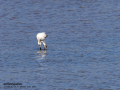 Flamenco comun - Phoenicopterus roseus - Flamenc comu