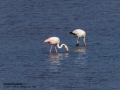 Flamenco comun - Phoenicopterus roseus - Flamenc comu