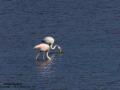 Flamenco comun - Phoenicopterus roseus - Flamenc comu