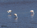 Flamenco comun - Phoenicopterus roseus - Flamenc comu