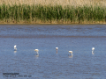 Flamenco comun - Phoenicopterus roseus - Flamenc comu