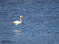 Flamenco comun - Phoenicopterus roseus - Flamenc comu