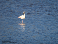 Flamenco comun - Phoenicopterus roseus - Flamenc comu