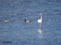 Flamenco comun - Phoenicopterus roseus - Flamenc comu