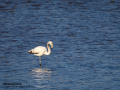 Flamenco comun - Phoenicopterus roseus - Flamenc comu