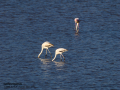 Flamenco comun - Phoenicopterus roseus - Flamenc comu