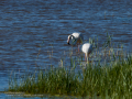 Flamenco comun - Phoenicopterus roseus - Flamenc comu