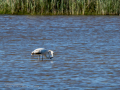 Flamenco comun - Phoenicopterus roseus - Flamenc comu