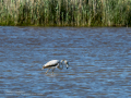 Flamenco comun - Phoenicopterus roseus - Flamenc comu