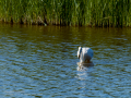 Flamenco comun - Phoenicopterus roseus - Flamenc comu