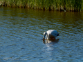 Flamenco comun - Phoenicopterus roseus - Flamenc comu