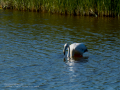 Flamenco comun - Phoenicopterus roseus - Flamenc comu