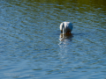Flamenco comun - Phoenicopterus roseus - Flamenc comu