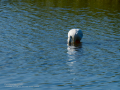 Flamenco comun - Phoenicopterus roseus - Flamenc comu