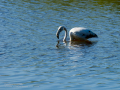 Flamenco comun - Phoenicopterus roseus - Flamenc comu