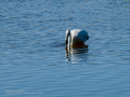 Flamenco comun - Phoenicopterus roseus - Flamenc comu