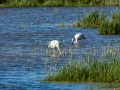 Flamenco comun - Phoenicopterus roseus - Flamenc comu