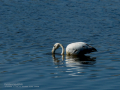 Flamenco comun - Phoenicopterus roseus - Flamenc comu