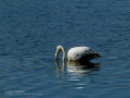 Flamenco comun - Phoenicopterus roseus - Flamenc comu