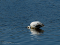Flamenco comun - Phoenicopterus roseus - Flamenc comu