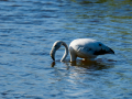 Flamenco comun - Phoenicopterus roseus - Flamenc comu
