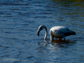 Flamenco comun - Phoenicopterus roseus - Flamenc comu