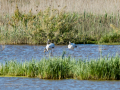 Flamenco comun - Phoenicopterus roseus - Flamenc comu
