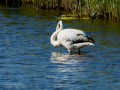 Flamenco comun - Phoenicopterus roseus - Flamenc comu